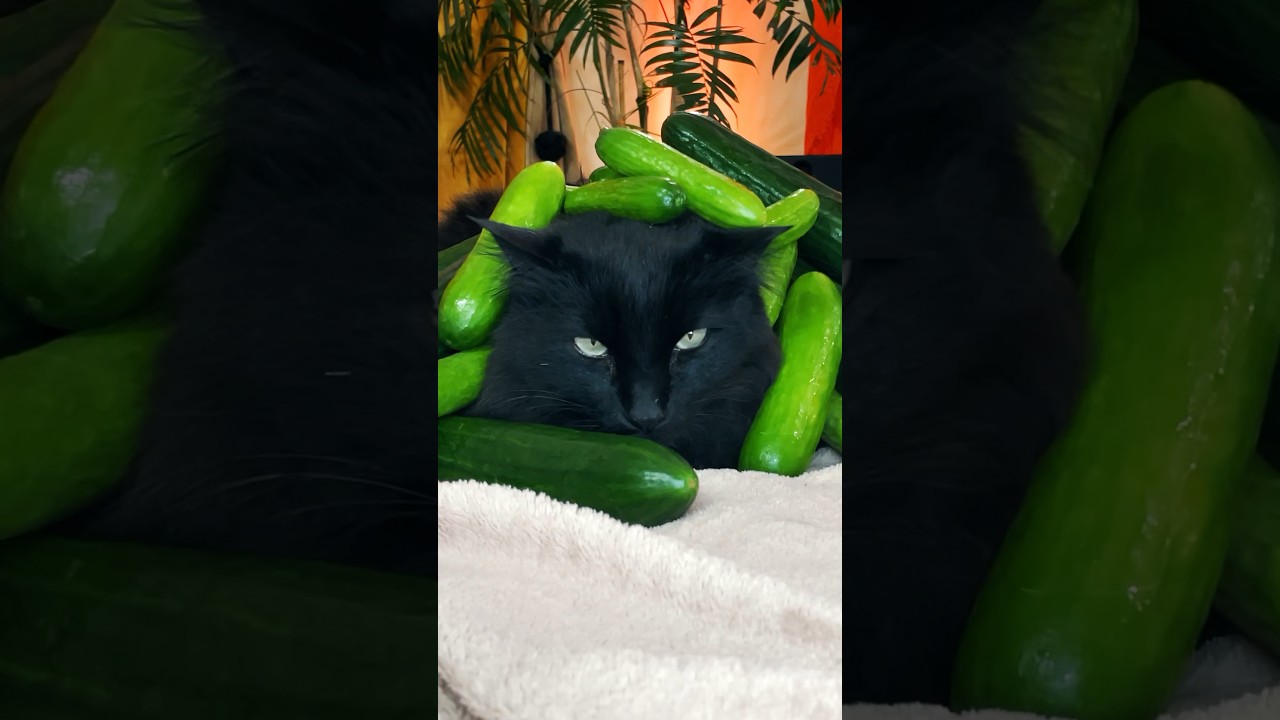 Bird and Cucumbers Piled On My Cat! #shorts #cucumber prank