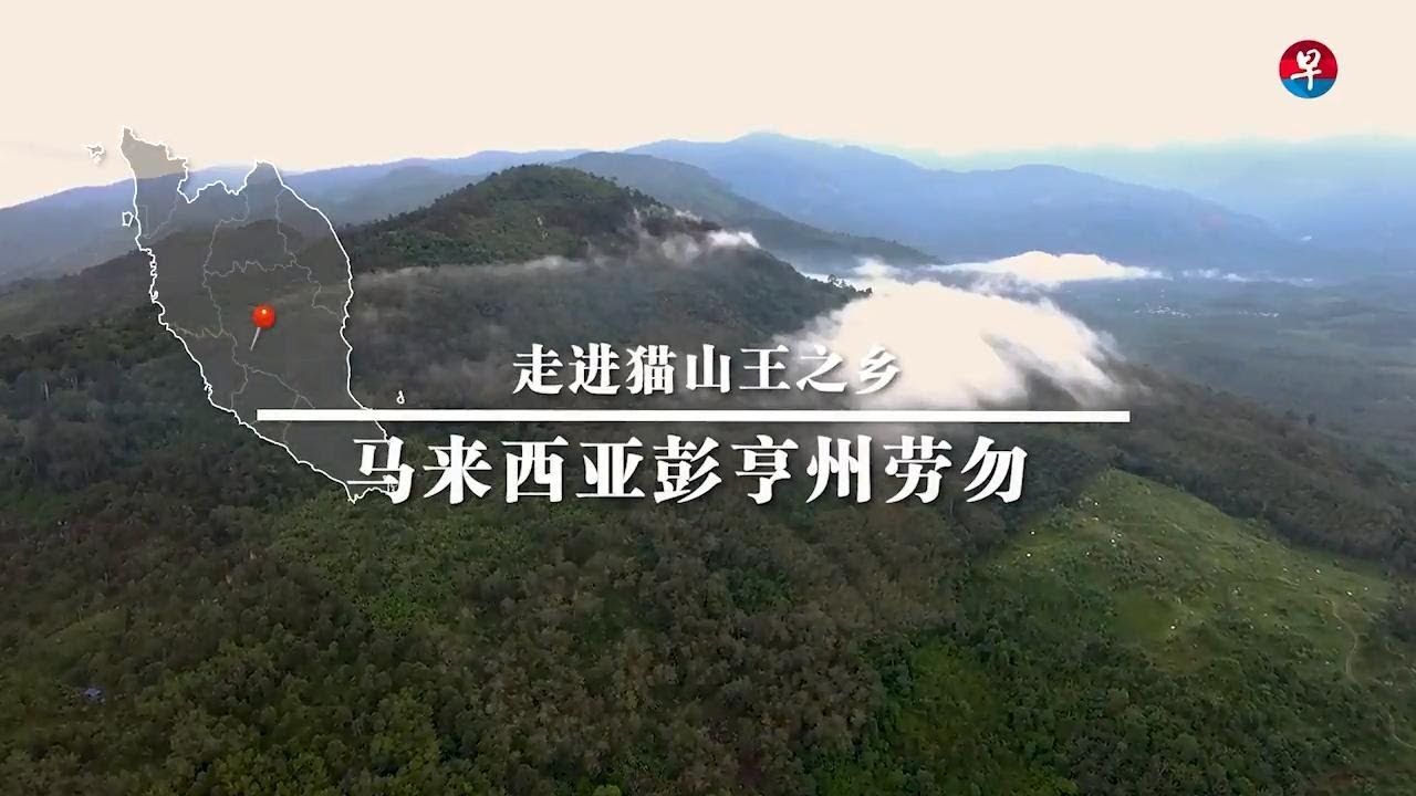 走进猫山王榴梿之乡