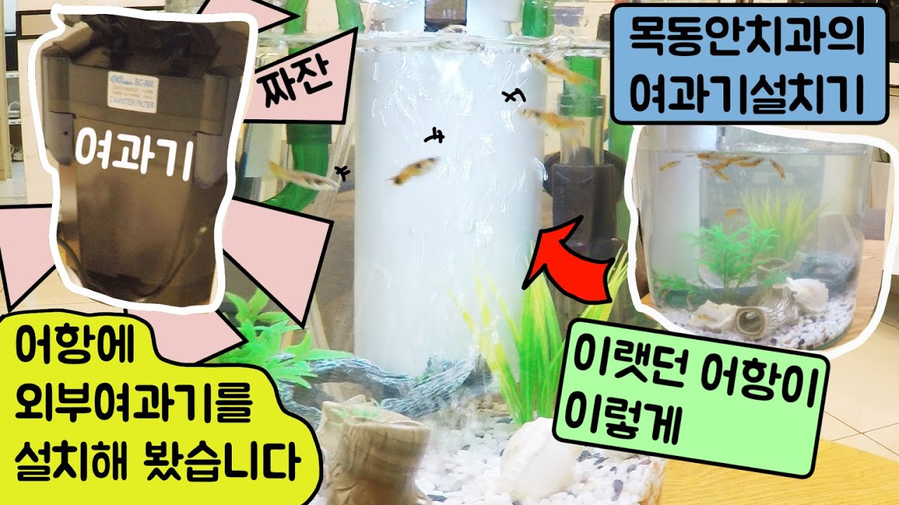 [목동안치과]어항에 외부여과기를 설치해 봤습니다.
