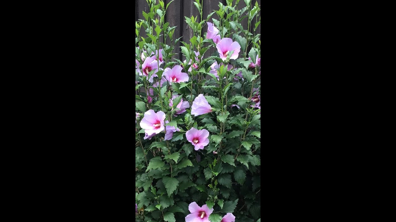 Pruning Rose of Sharon in the winter