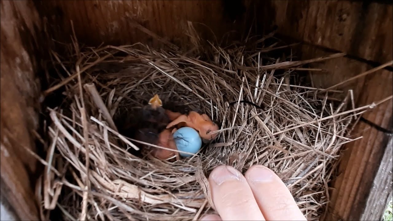 Checking Bluebird Nest Boxes