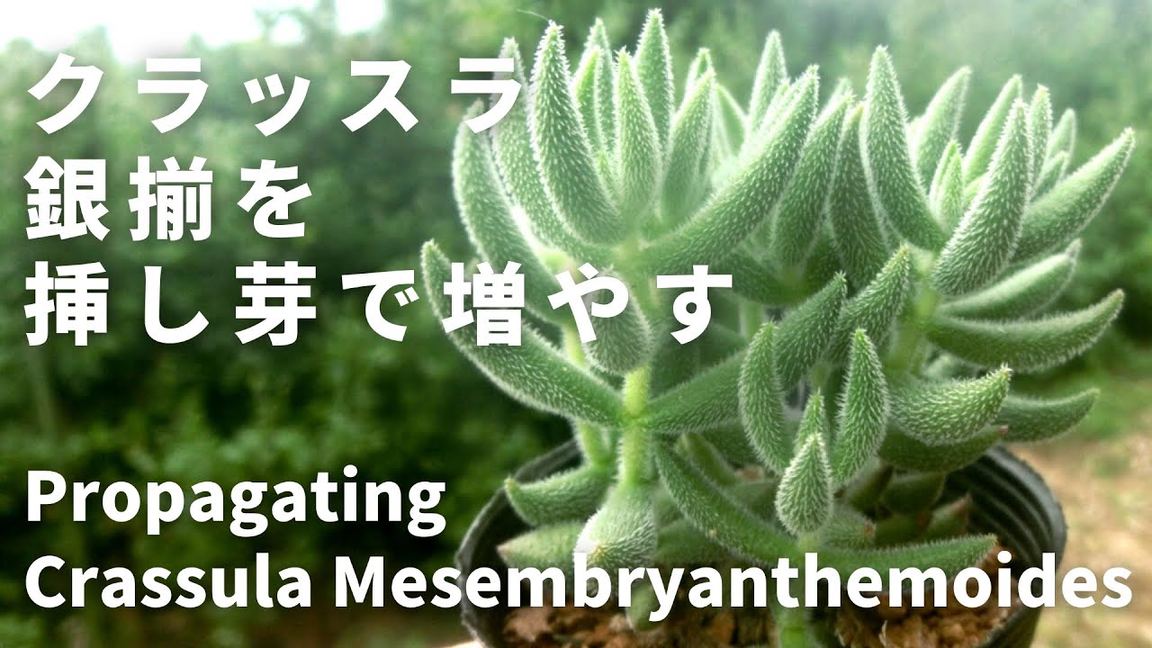 【多肉植物】クラッスラ 銀揃を挿し芽で増やす｜Propagating Crassula Mesembryanthemoides (Succulents)