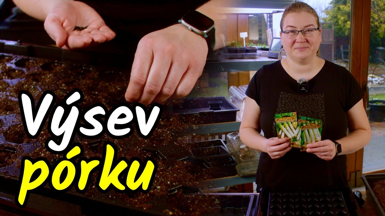 👩‍🌾Vyséváte správný pórek? Jak sklízet čerstvý pórek po celý rok