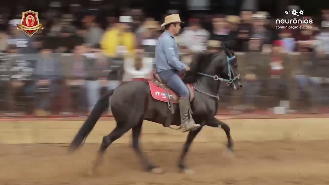Iraque Pontal Bi Campeão dos Campeões de Marcha Picada Nacional 2017 - Haras Iluminata-PE