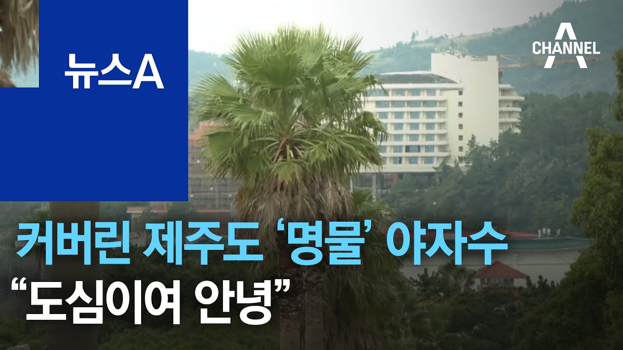 너무 커버린 제주도 &lsquo;명물&rsquo; 야자수&hellip;&ldquo;도심이여 안녕&rdquo; | 뉴스A