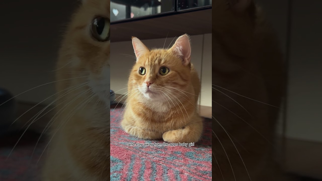 даю советы по свиданиям своему коту ❤️