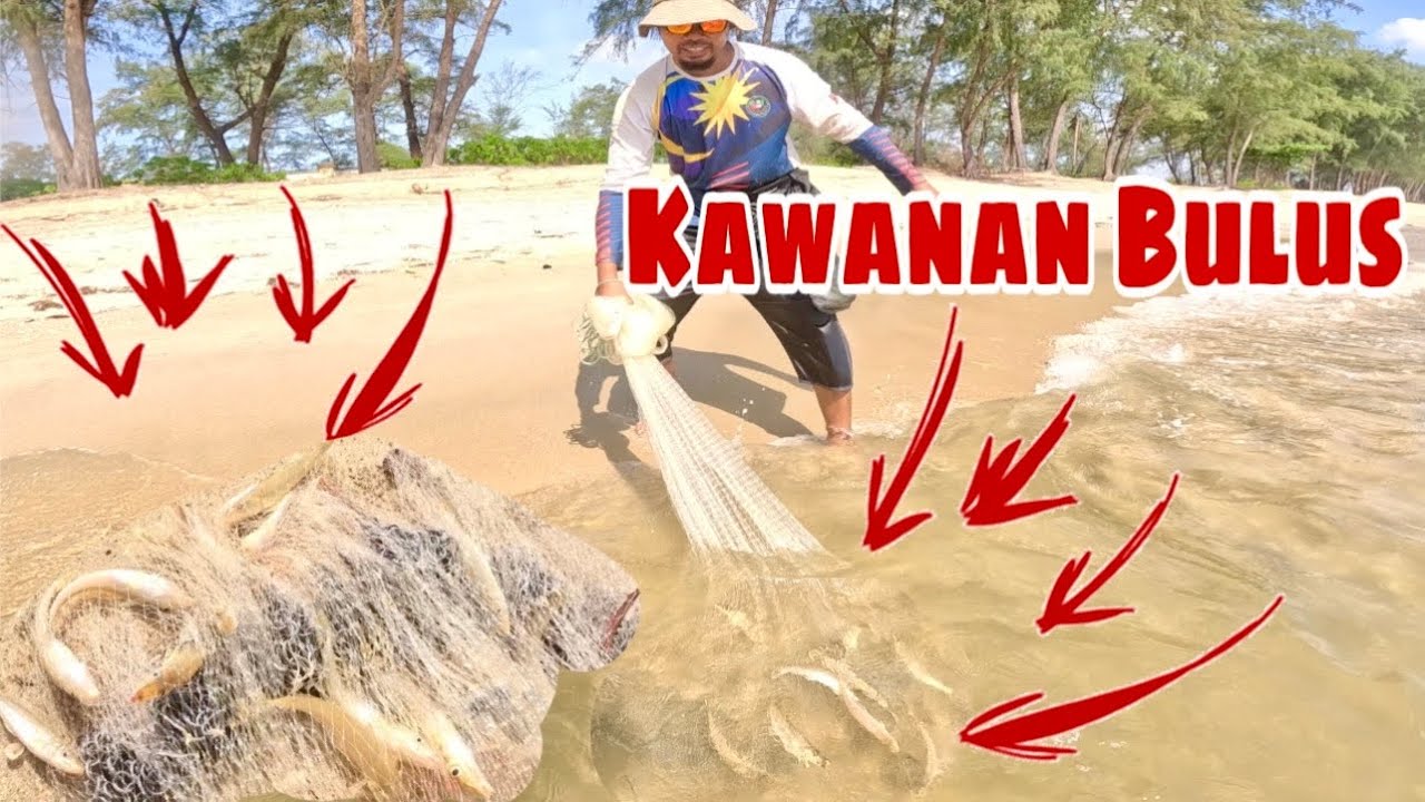 LEMPAR DAPAT! LEMPAR DAPAT! BANYAK SUNGGUH IKAN BULUS | Traditional Cast Net Fishing