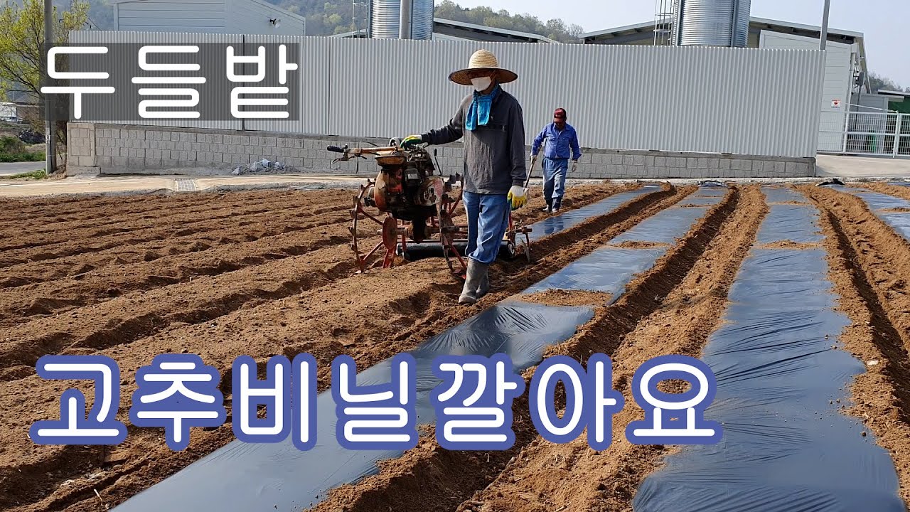 4.22오전에 관리기에 비닐피복기 달아서 고추비닐 덮어요.바람이 잠잠해 일하기 좋습니다.