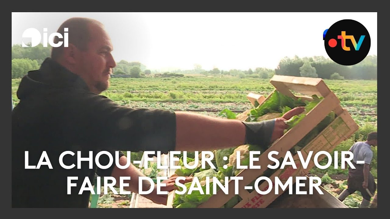 Le chou-fleur de Saint-Omer, un véritable savoir-faire
