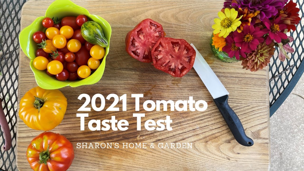 2021Tomato Taste Test // Beefsteaks // Episode 2