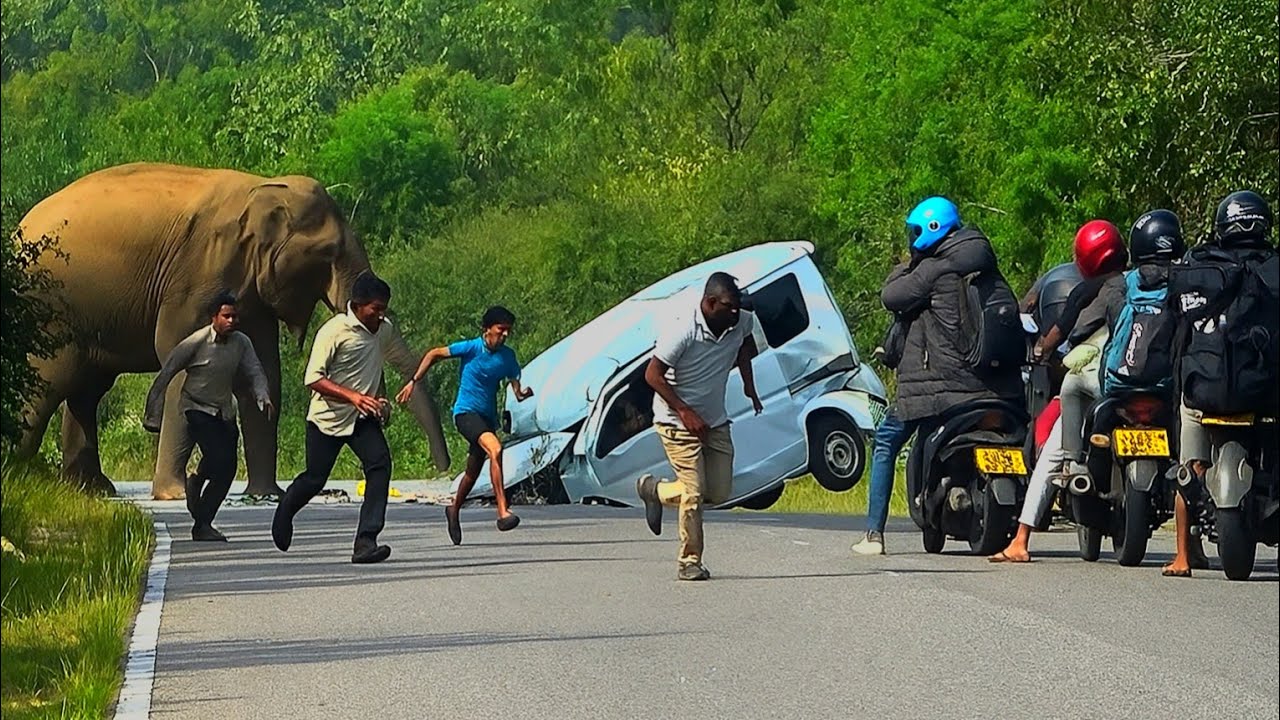 Heart pounding escapes|هروب القلب النابض💔😱😥#wildlife #trending 
