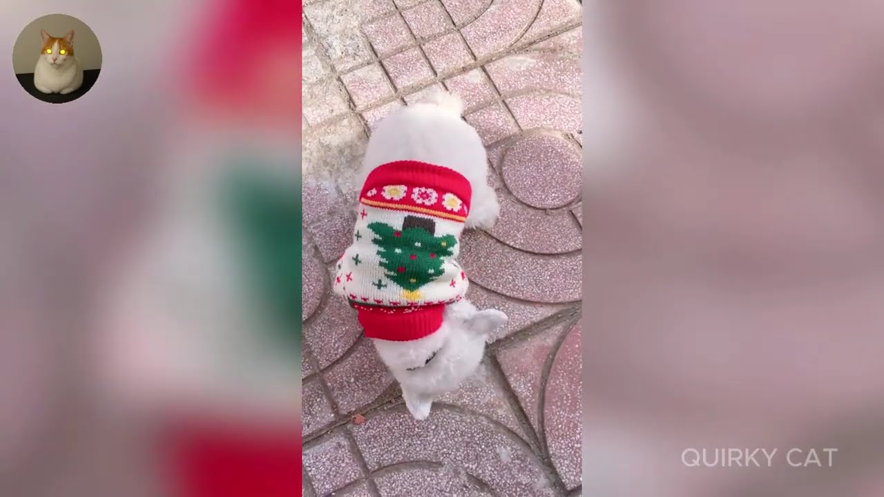Funny ANIMALS videos 😂 | Funniest Cats and Dogs 2025 🐶😼 Part 23