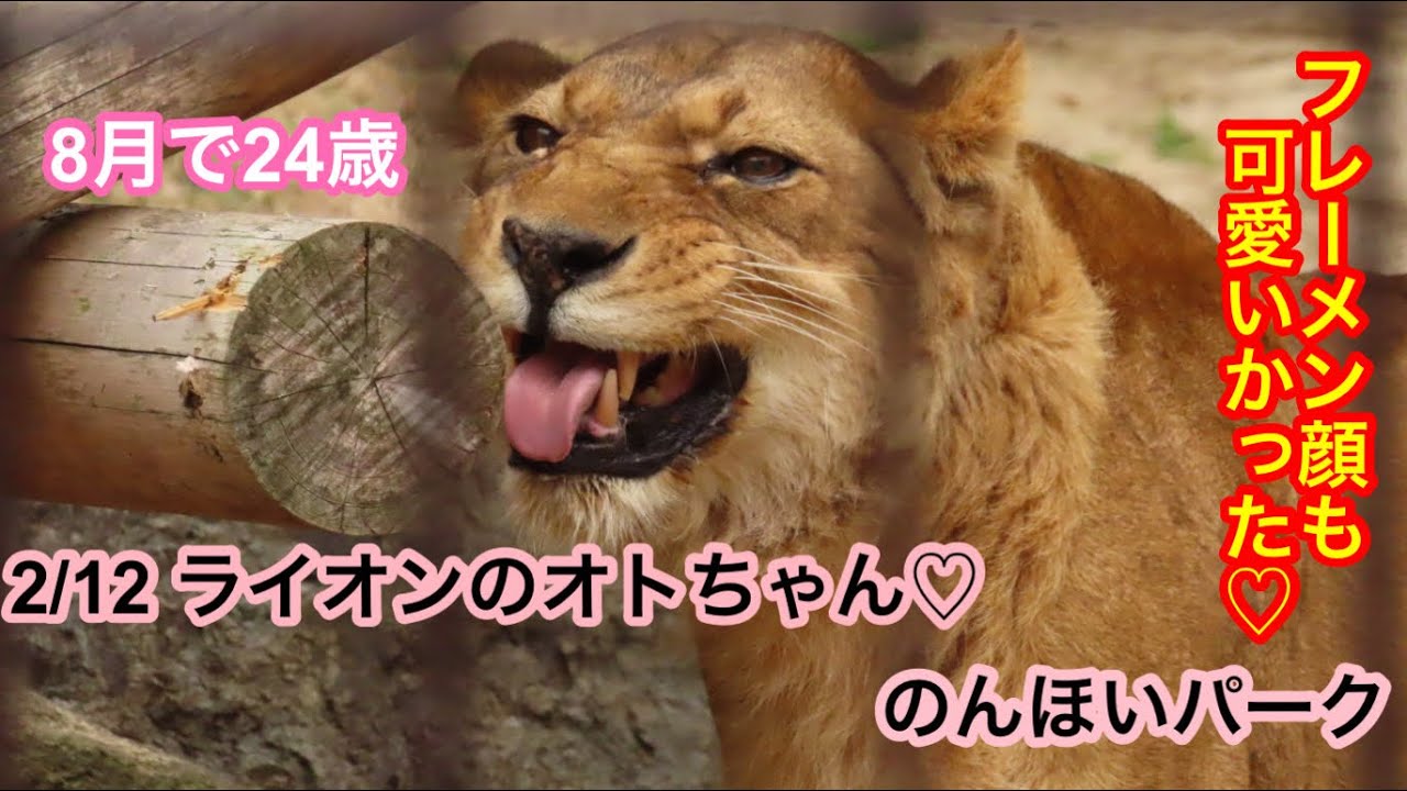2/12 のんほいパーク ライオンのオトちゃん♡もうすぐ24歳