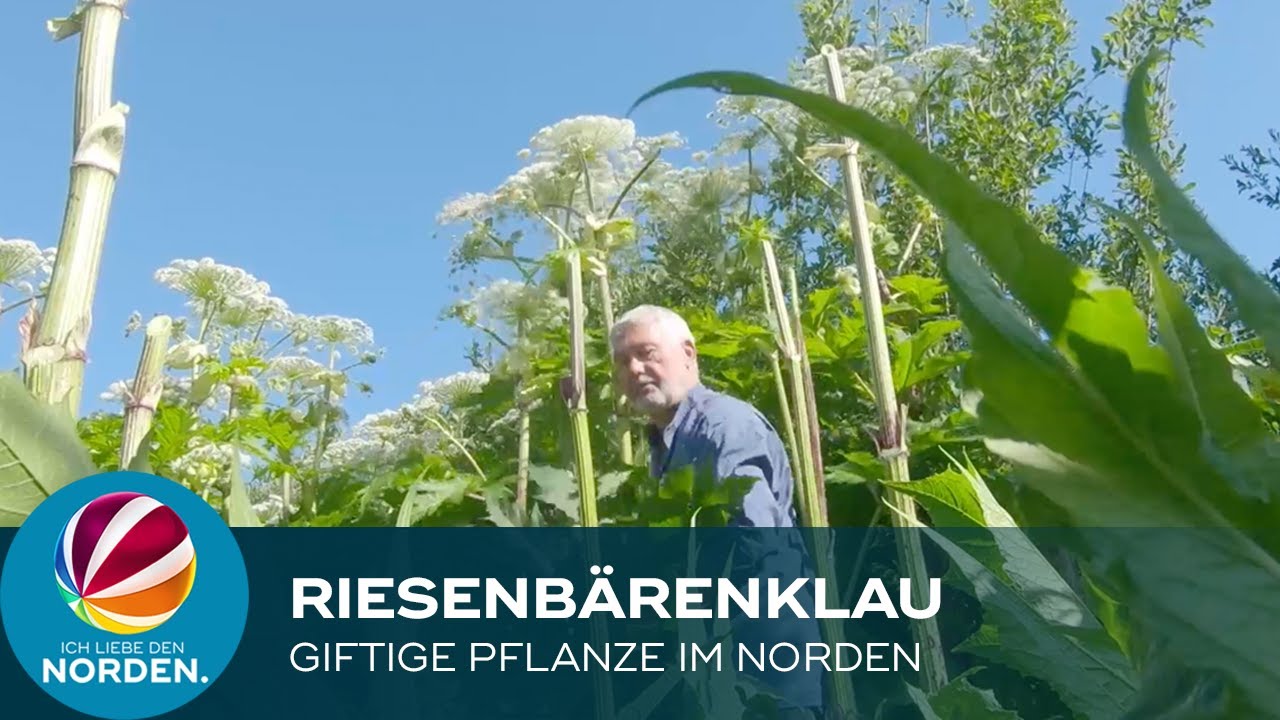Der Kampf gegen den giftigen Riesenbärenklau in Molfsee