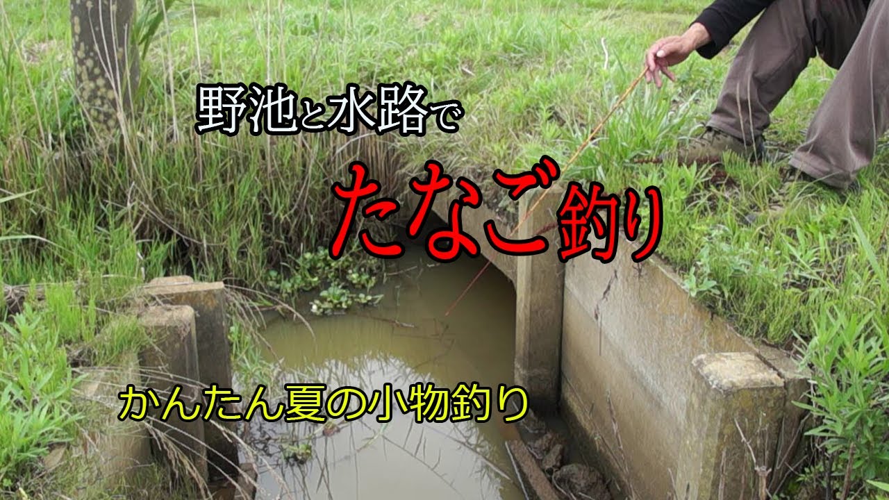 タナゴ釣り 夏は野池も水路もタナゴでいっぱい 【北浦・霞ヶ浦】