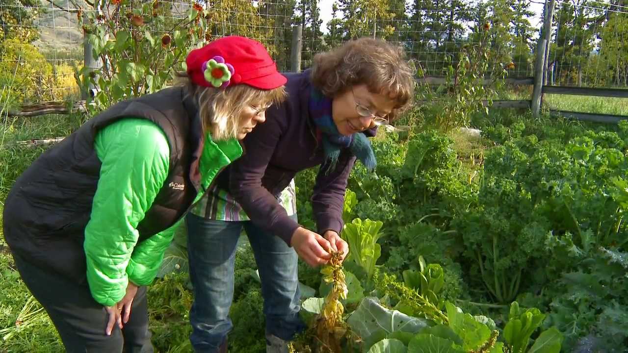The Curious Gardener Ep 15  Saving Seeds