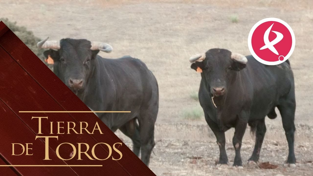Los de Luis Albarrán esperan para saltar al ruedo de Almendralejo | Tierra de Toros