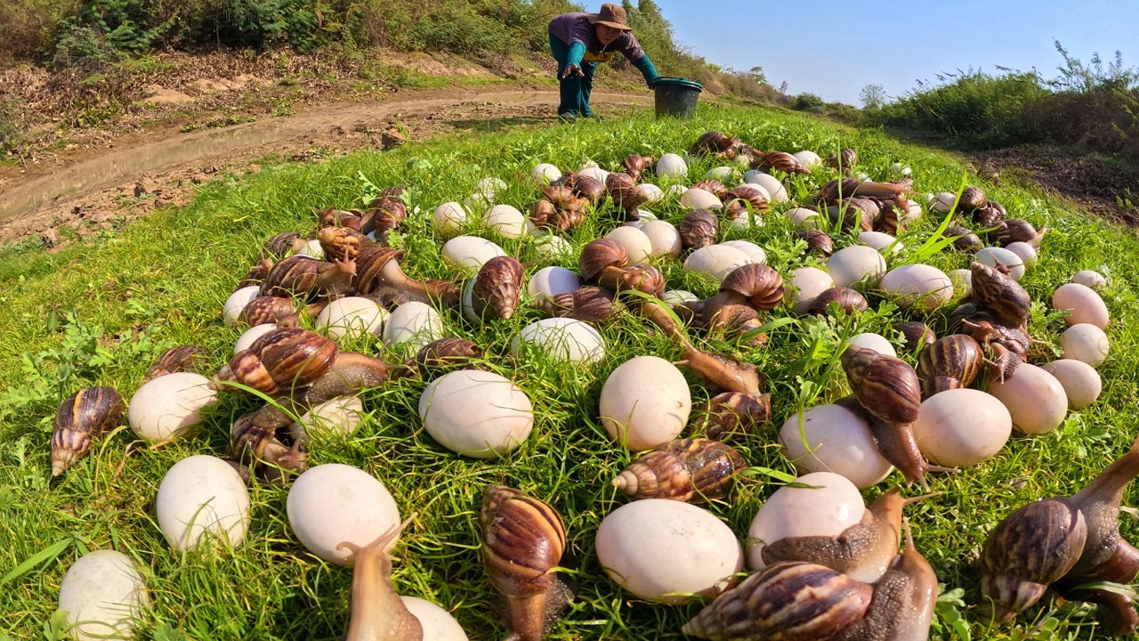 Harvesting Giant Snails and Wild Duck Eggs by Hand