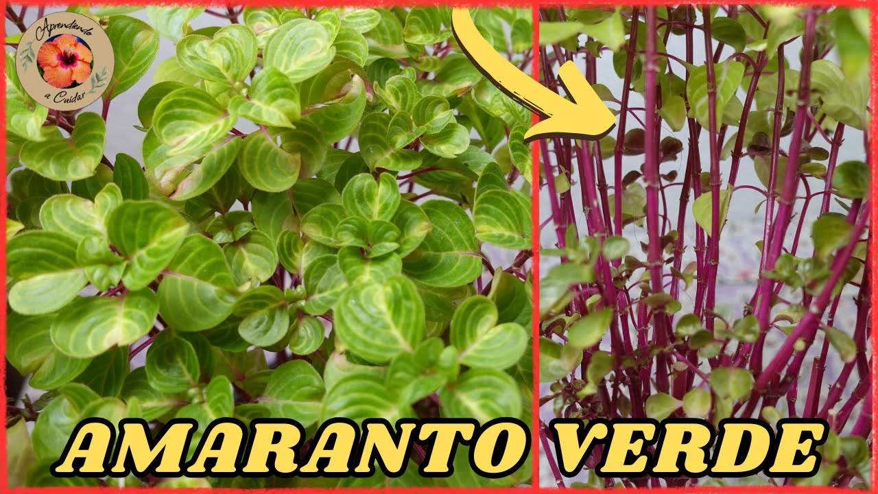 PLANTA AMARANTO | Solución a todos sus Problemas | Aprendiendo a Cuidar