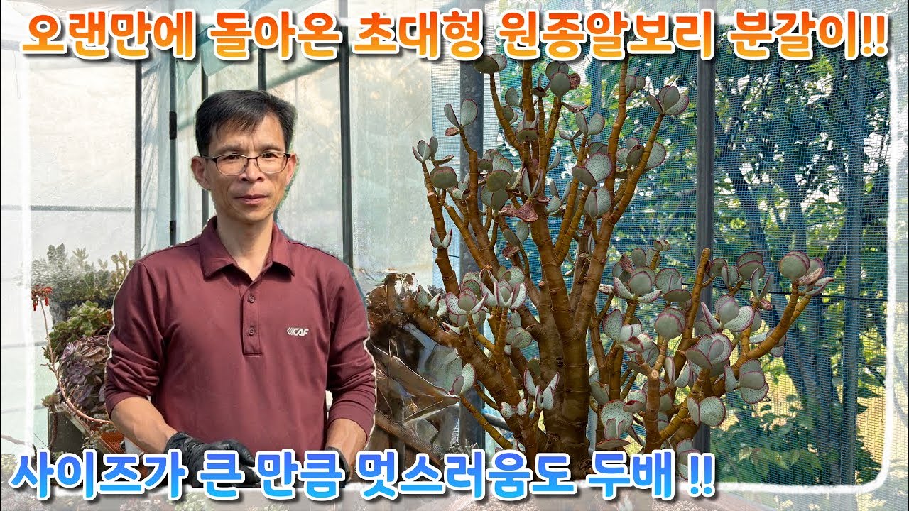 오랜만에 돌아온 초대형 원종 알보리 분갈이 ! 사이즈가 큰 만큼 멋스러움도 두배 !!