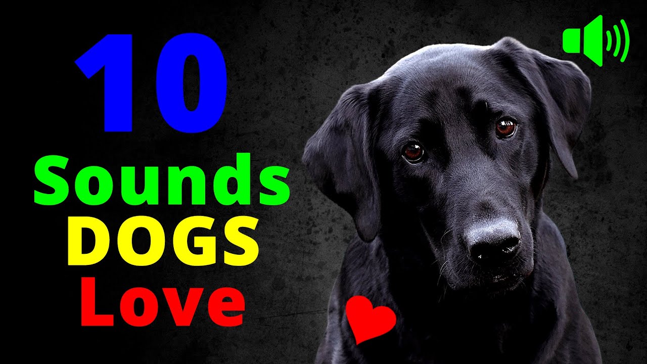 10 Sounds That Dogs LOVE To Hear the Most 🐶