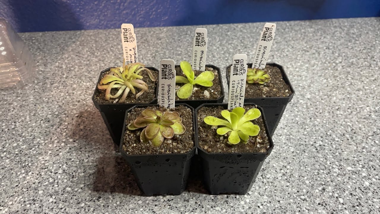 Pinguicula/Butterwort Unboxing and Potting from CuriousPlant.Com!