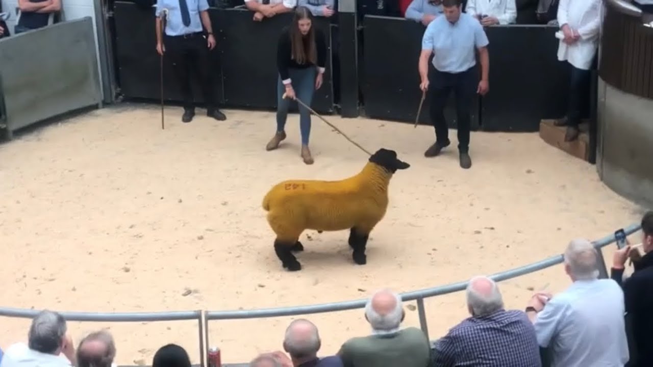 Buying a Tup