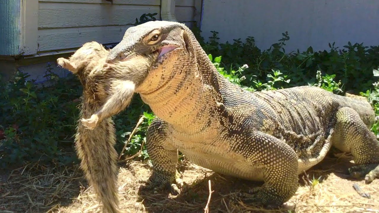 Giant Lizard Tracks a Squirrel 100' Downwind