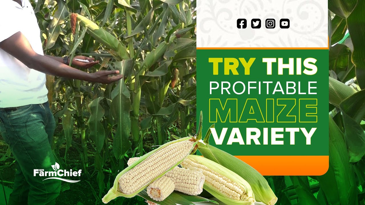 35 - 45 100KGS BAGS FROM 1 ACRE GROWING THIS PROFITABLE MAIZE VARIETY.