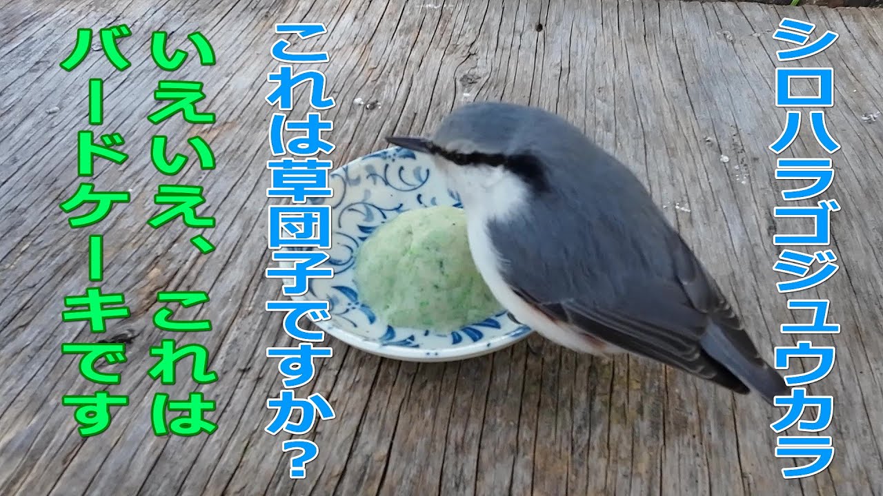 バードケーキを食べて最強クラスの寒波を乗り切ろう！バードケーキ】