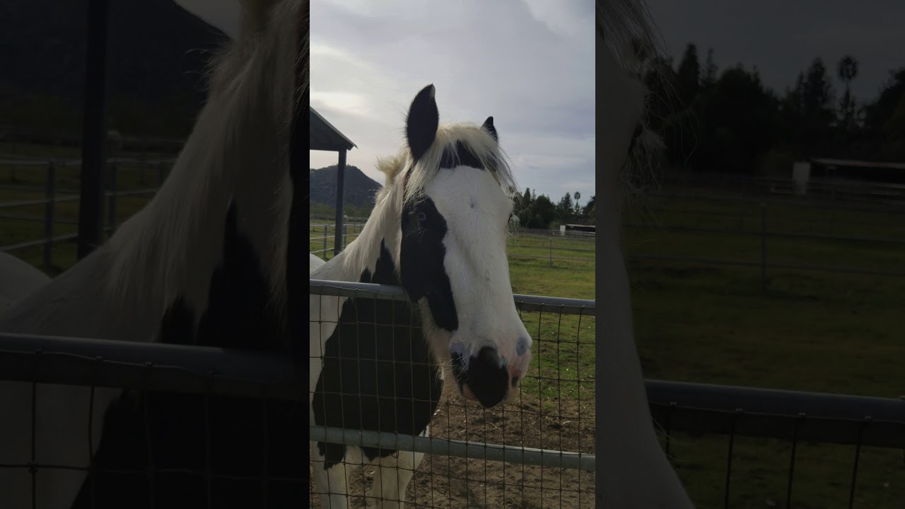 My horse loves peppermint this much!