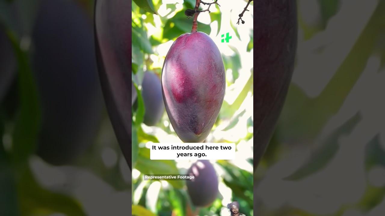 Miyazaki, World's Most Expensive mango 🥭 