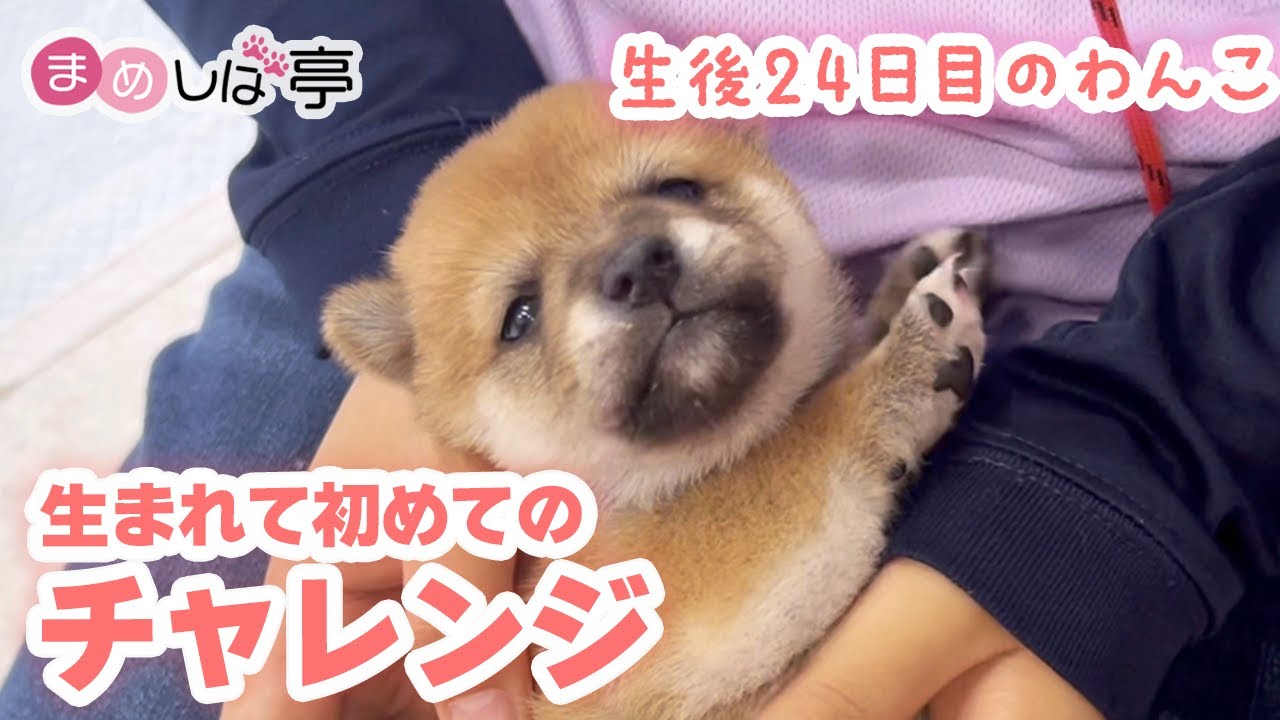 【豆柴犬】初体験！生後24日目の赤ちゃんが爪切りに挑戦しました！まめしば亭ブログvlog