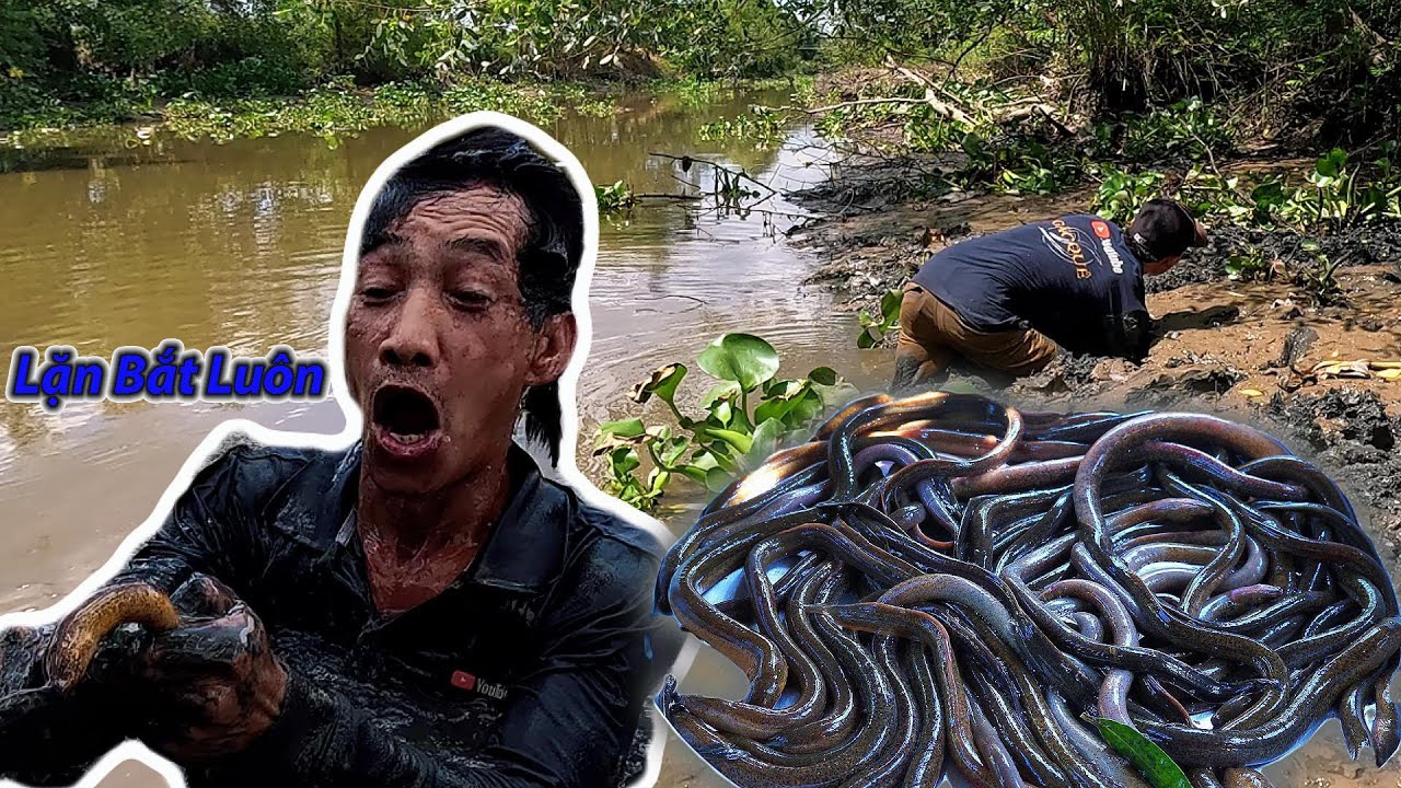 Cao Thủ Lặn Bắt Lịch | Gấc Quê