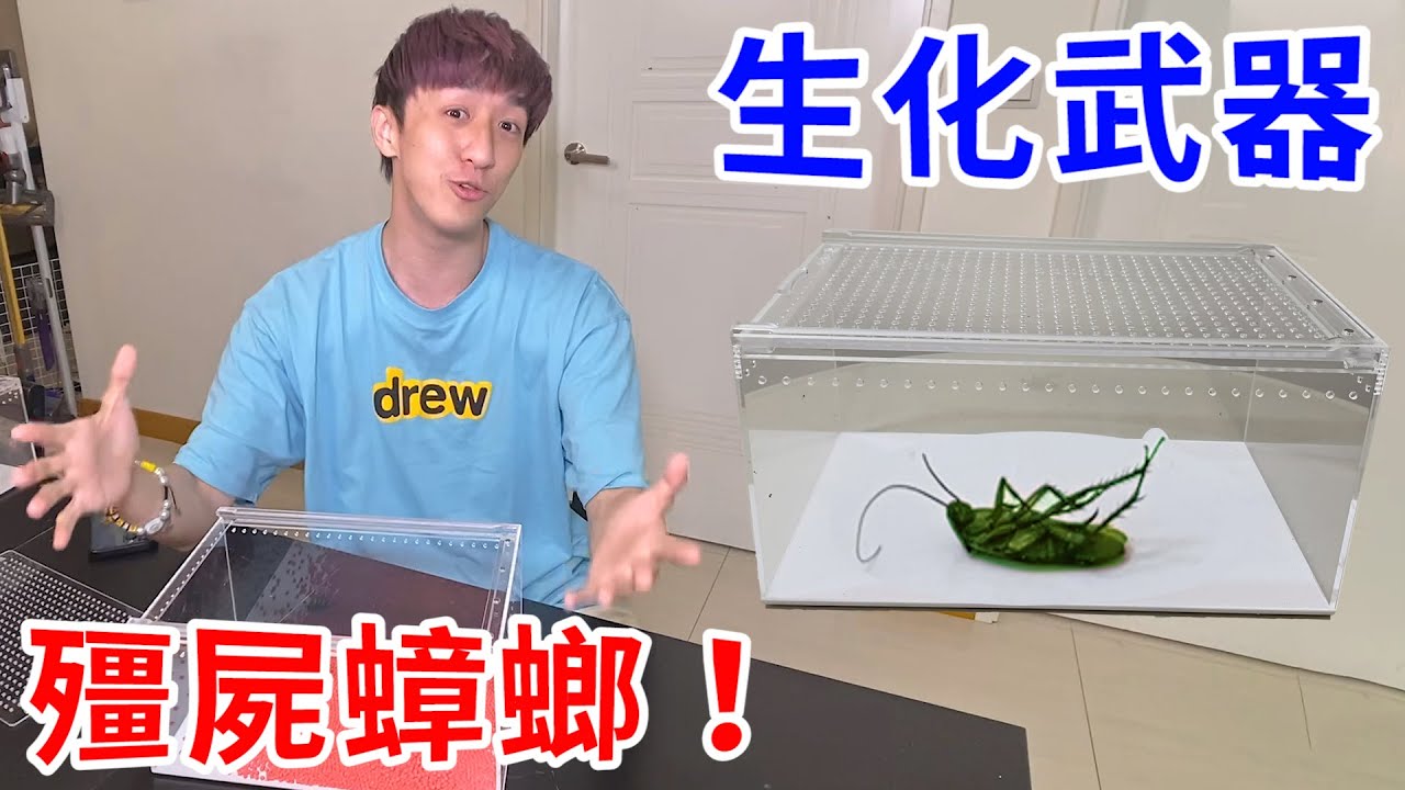 受夠了！夏天一直被蟑螂嚇到… 培養生化武器展開反擊！【好棒Bump】