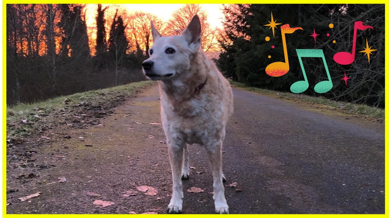 8 HOURS! Relaxing Music & Virtual Dog Walk Around the Pacific Northwest