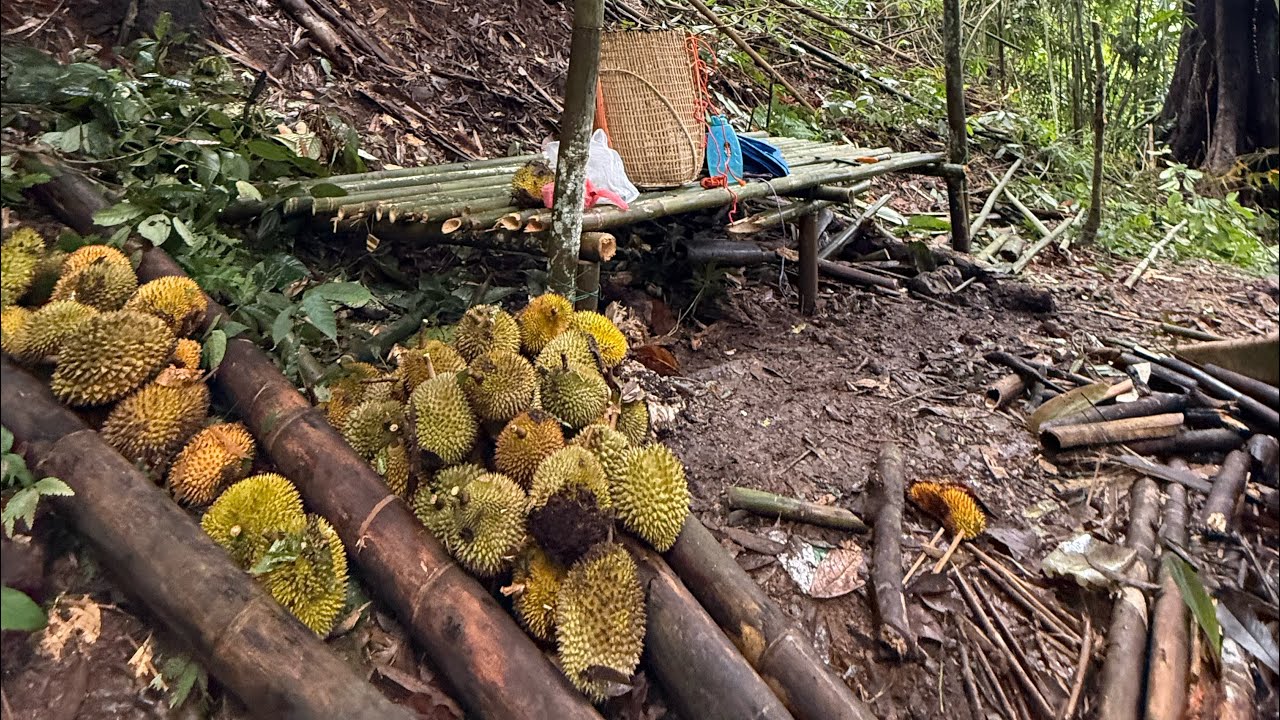 Trekking the peaks for the king of fruits
