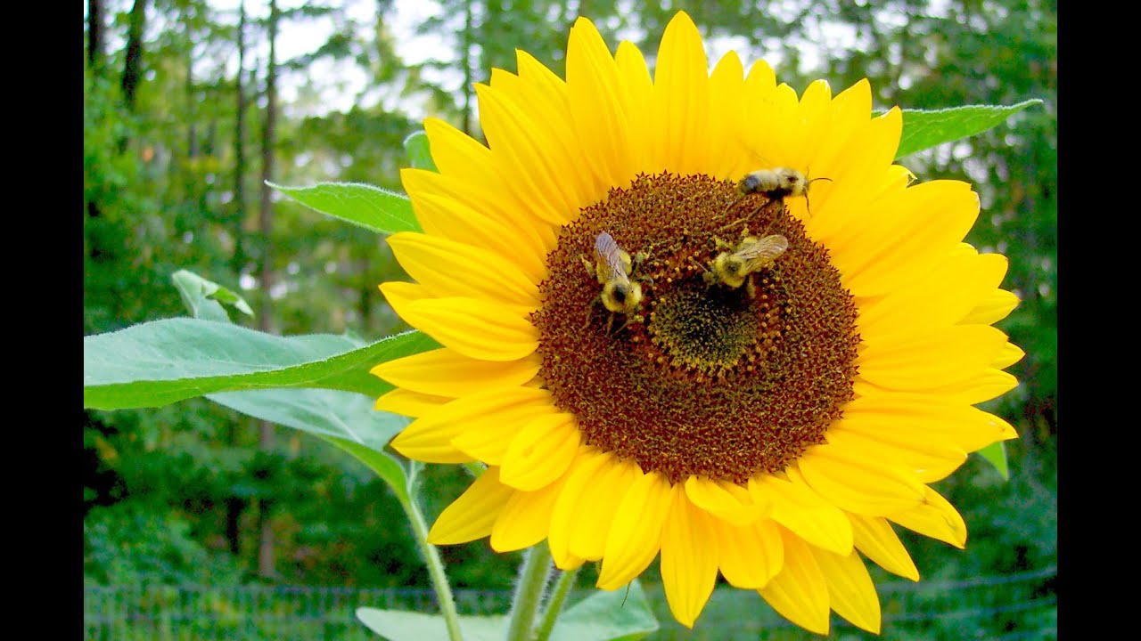 Pollination Process Sunflower and Bee