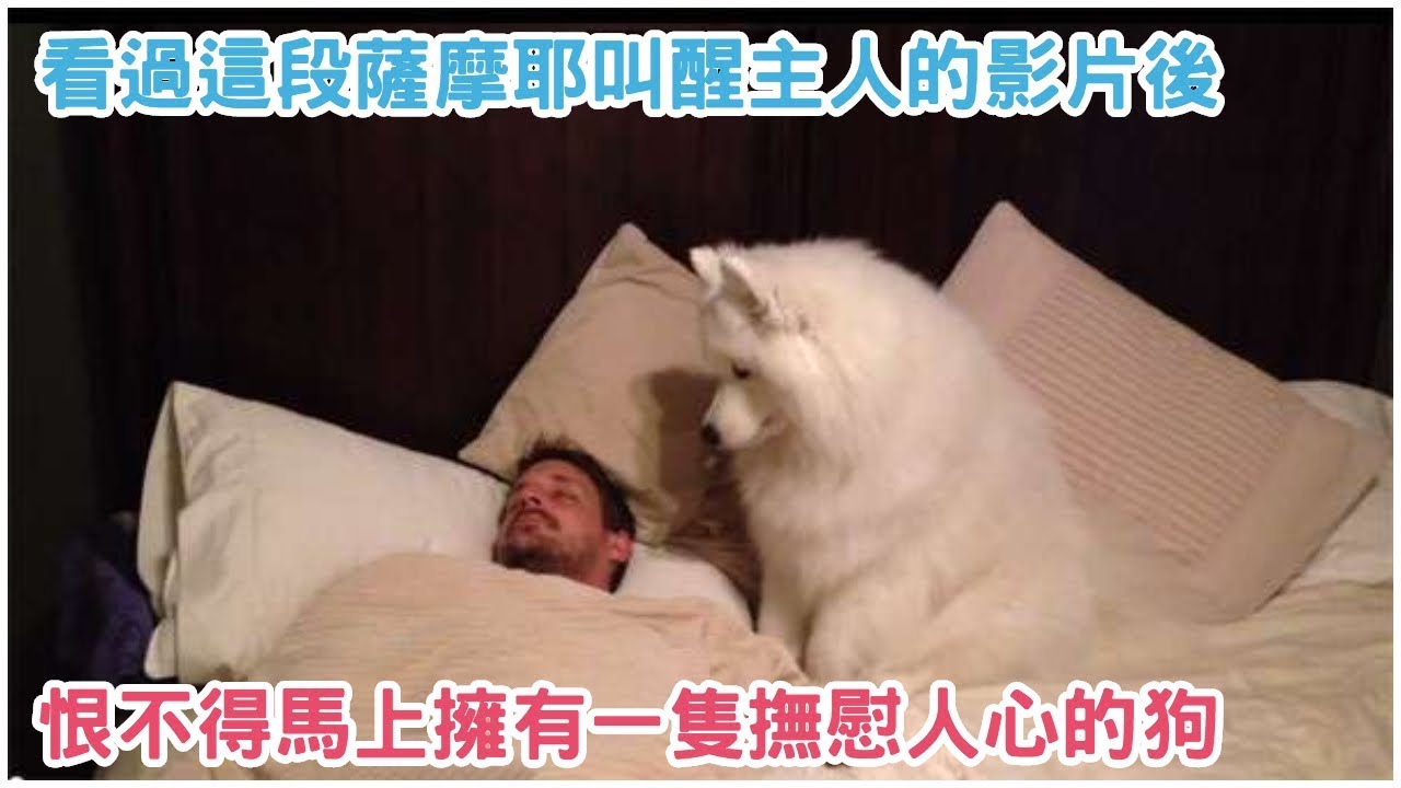 每一個看過這段薩摩耶叫醒主人的影片後，心情都倍感窩心…恨不得馬上擁有一隻如此撫慰人心的狗狗！