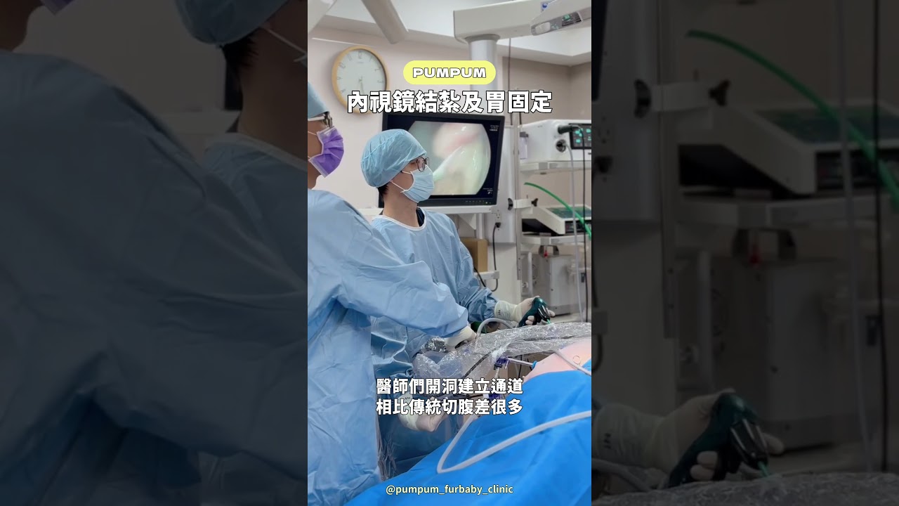 【龐龐手術紀錄室】內視鏡結紮及胃固定手術 #杜宇晨醫師 #王勤元醫師