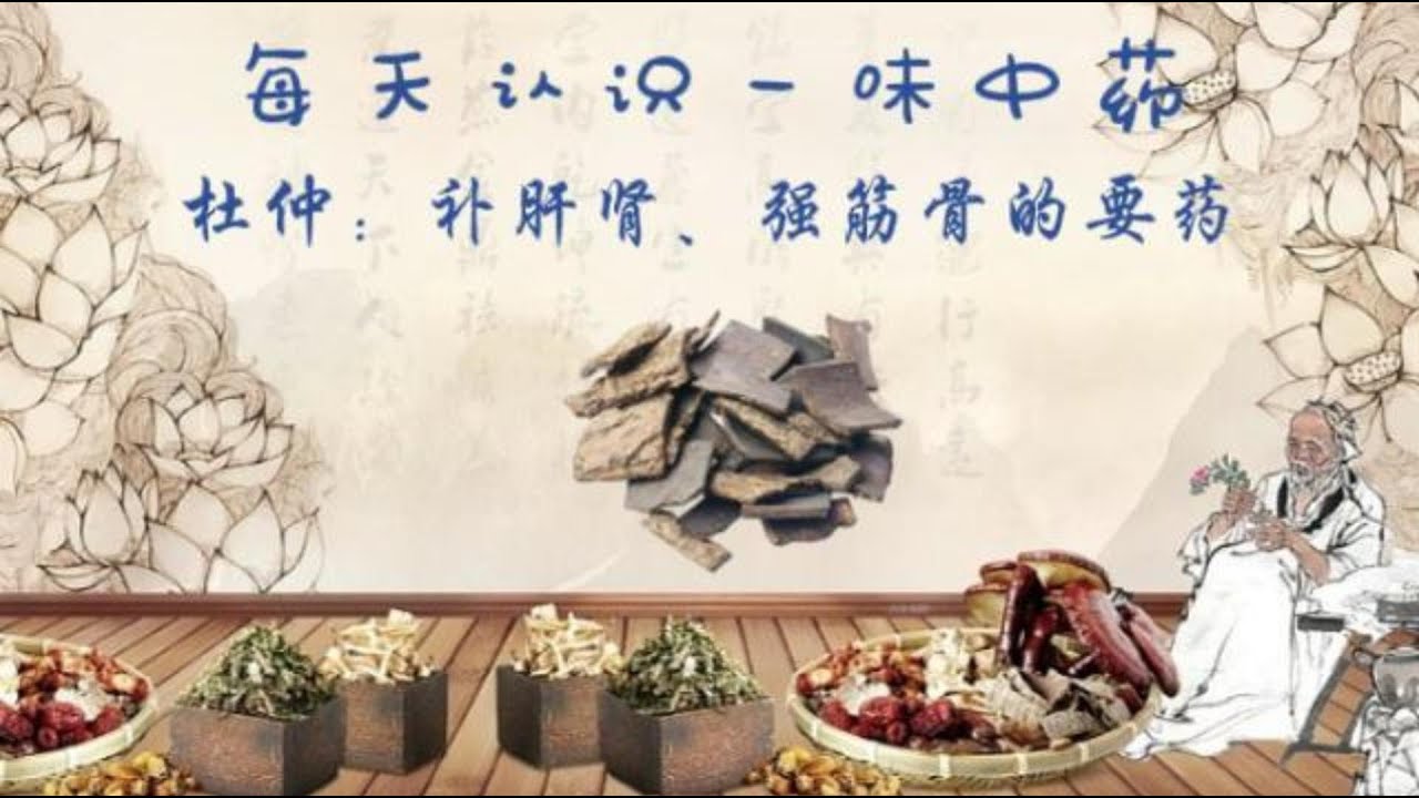 每天认识一味中药--杜仲 | 补肝肾、强筋骨的要药