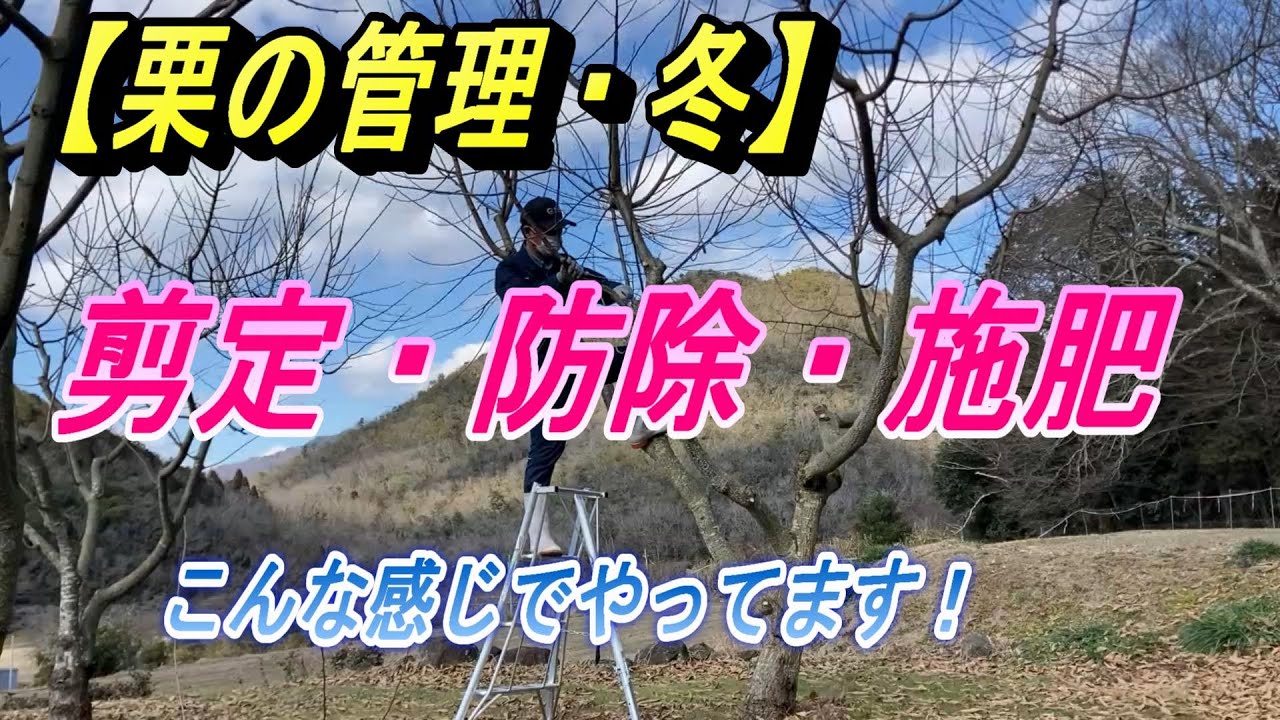 【栗の剪定】冬の間の栗管理。ちょっと寒いですが大粒の栗を収穫するために剪定と施肥作業をします。