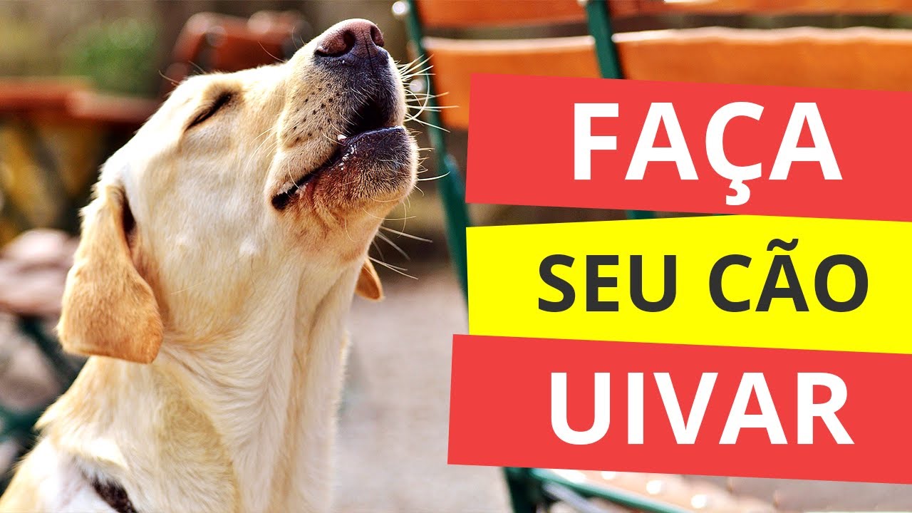 Som para Fazer seu Cão Uivar  |  Som de Cachorro Uivando