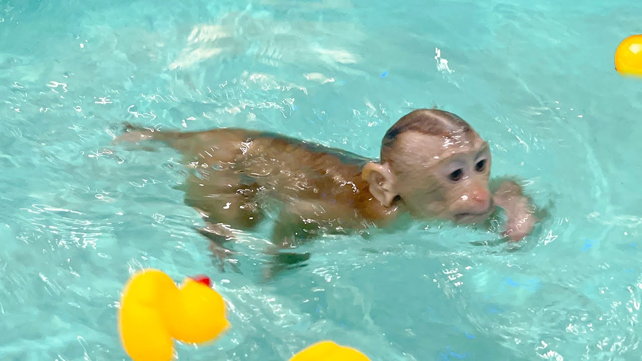 Monkey YuYu swims the new swimming pool and her special abilities!