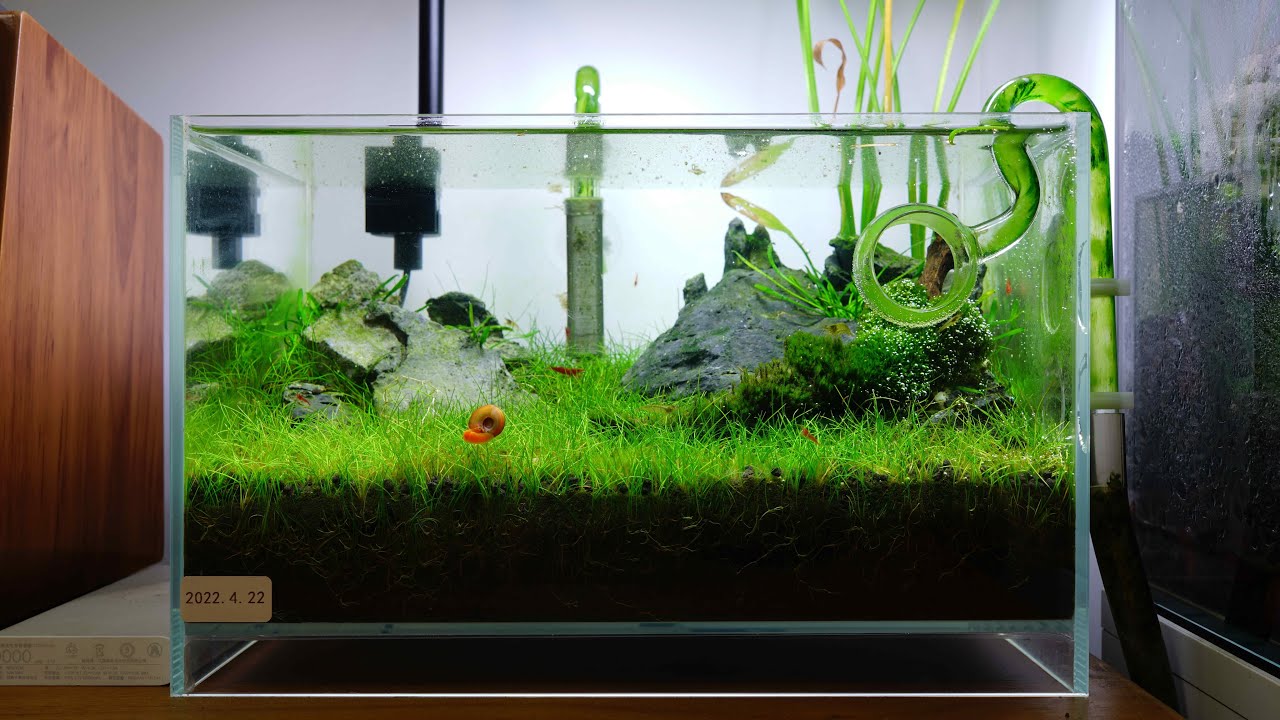书房迷你牛毛小矮缸，换水，顺便第一次清理底床，很疗愈 Substrate maintain of a deskstop Eleocharis acicularis 'Mini' tank