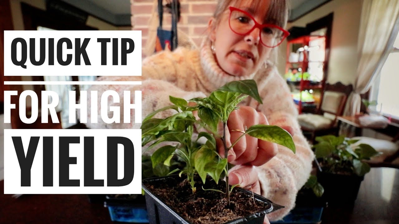 HOW TO Top Pepper Plants | Benefits and My Result Experience