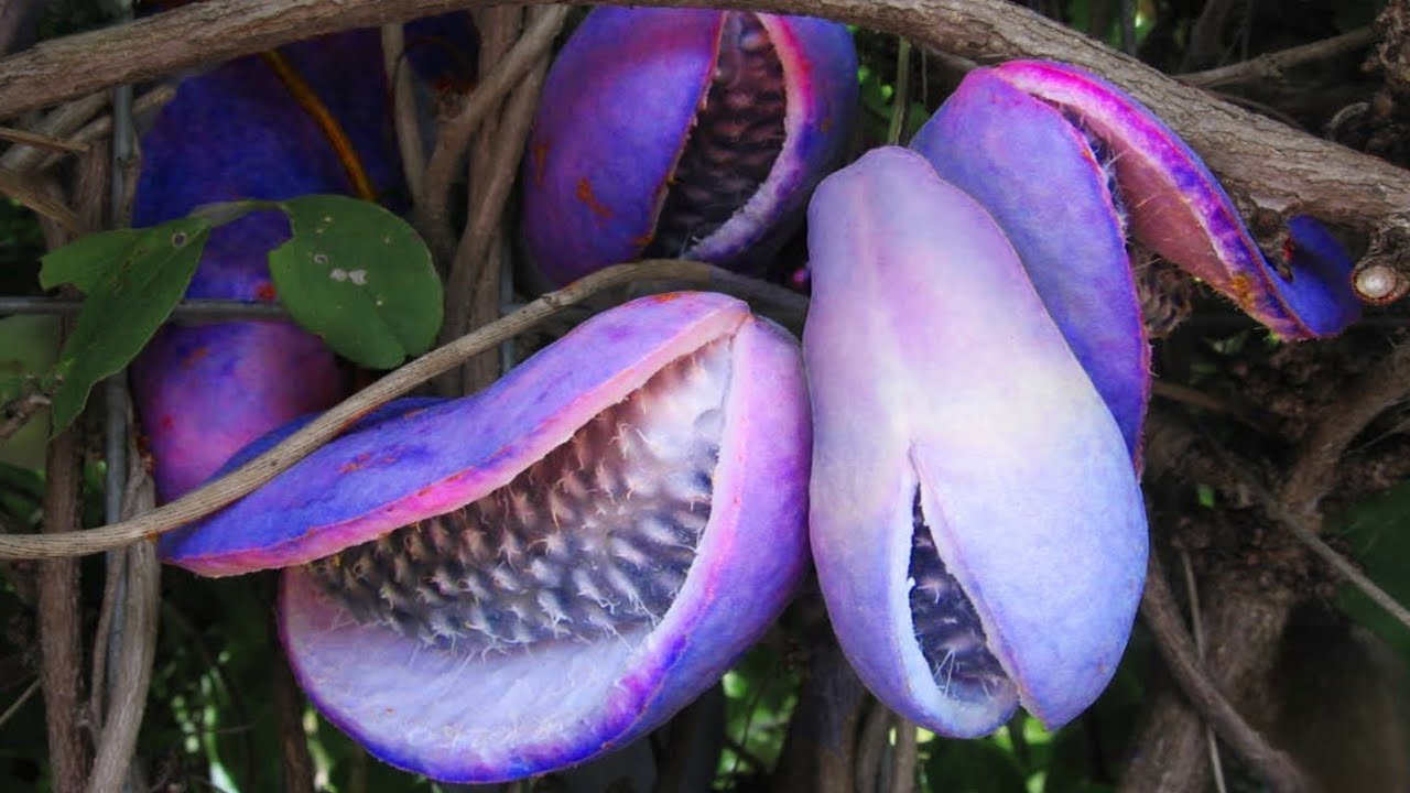 20 FRUTAS EXÓTICAS QUE VOCÊ NÃO VAI ACREDITAR QUE EXISTEM!