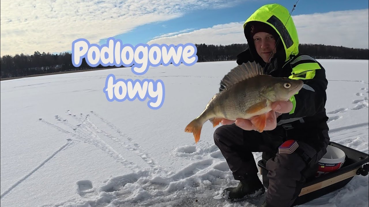 Piękny okoń w asyscie płotek - luty 2026