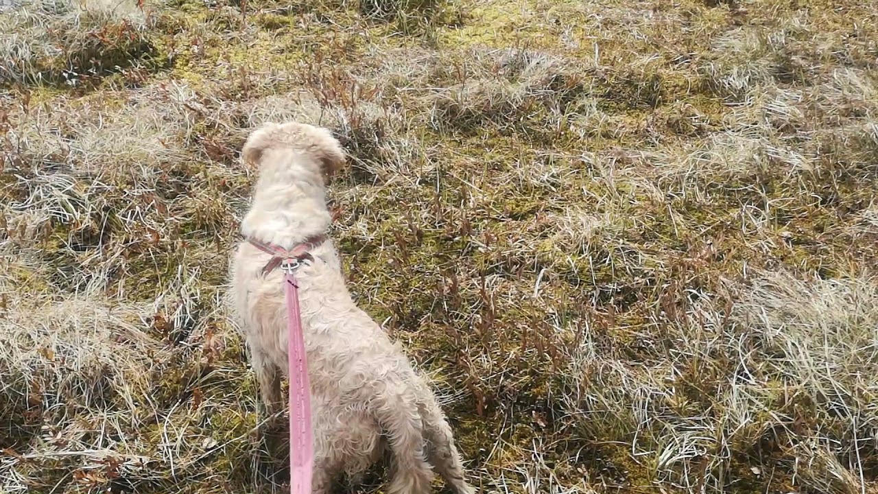 Latvalammen kierros, Ylivieska