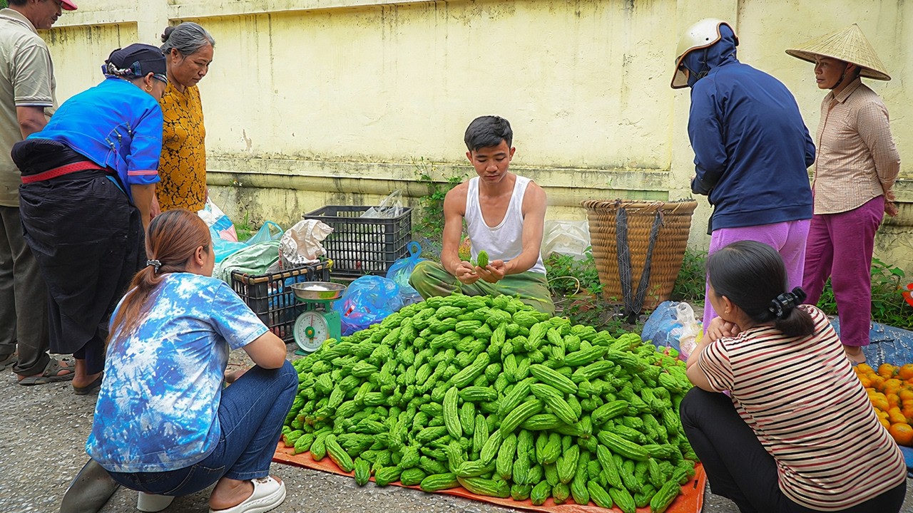 A Bountiful Bitter Melon Harvest &ndash; Selling Our Garden's Harvest at the Local Market | Trieu Duong TV
